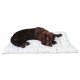 Podložka pro pejska UNI 80x60 cm - motiv Mirha pes